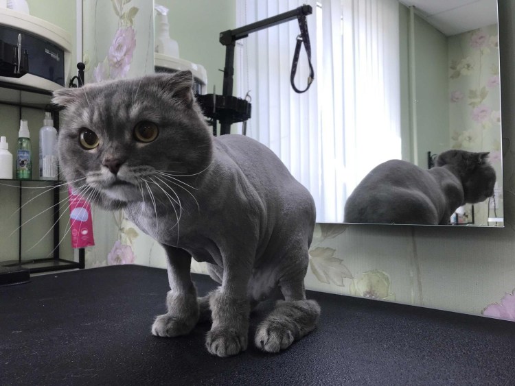 Грумминг шотландских кошек