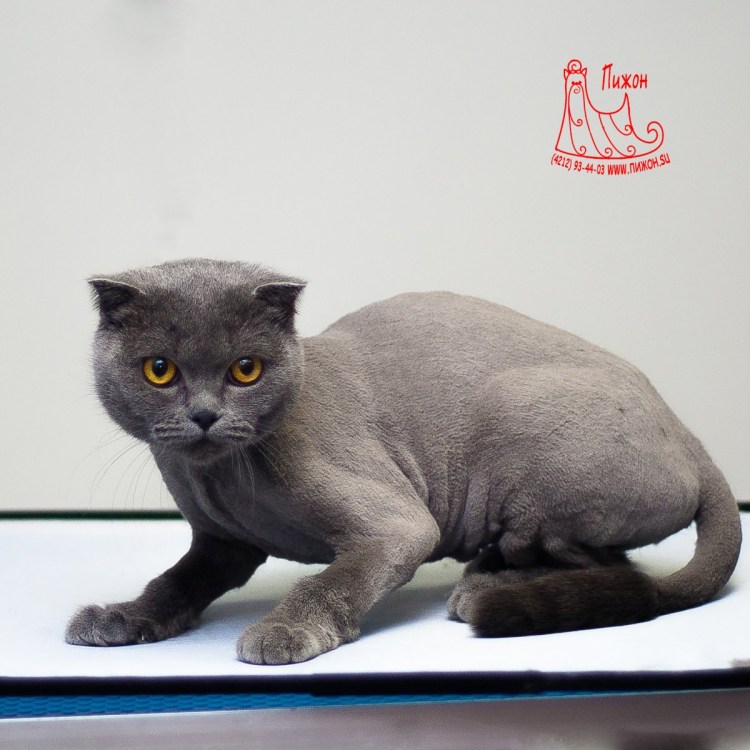 Стрижки кошек британцев