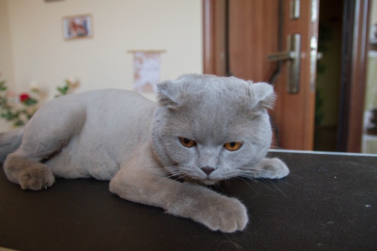 Стрижка британских котов