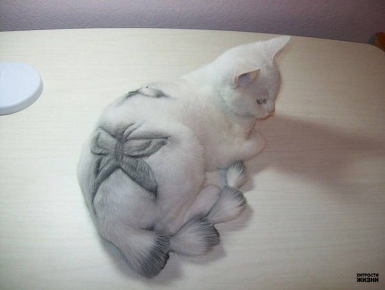 Гигиеническая стрижка кошек