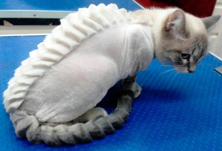 Кошачьи стрижки для британских мраморных