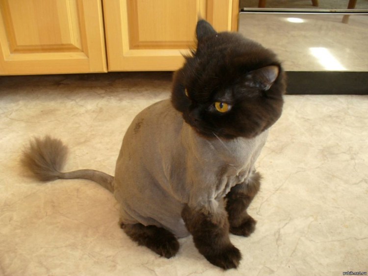 Британец экзот