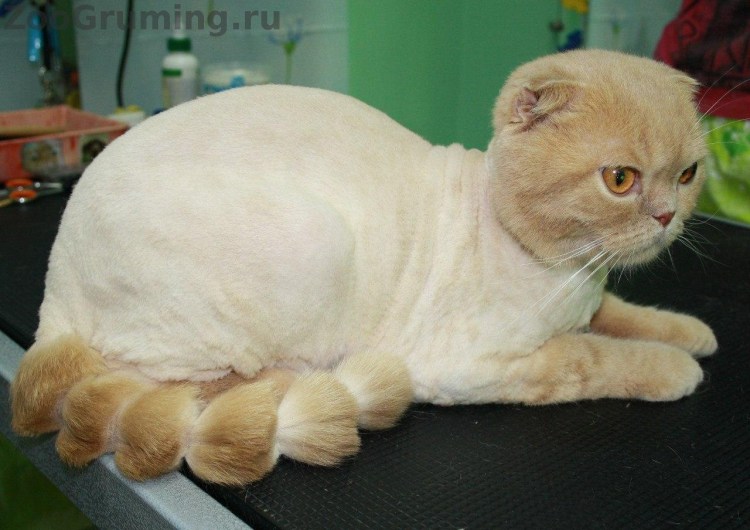 Стрижка скоттиш фолд