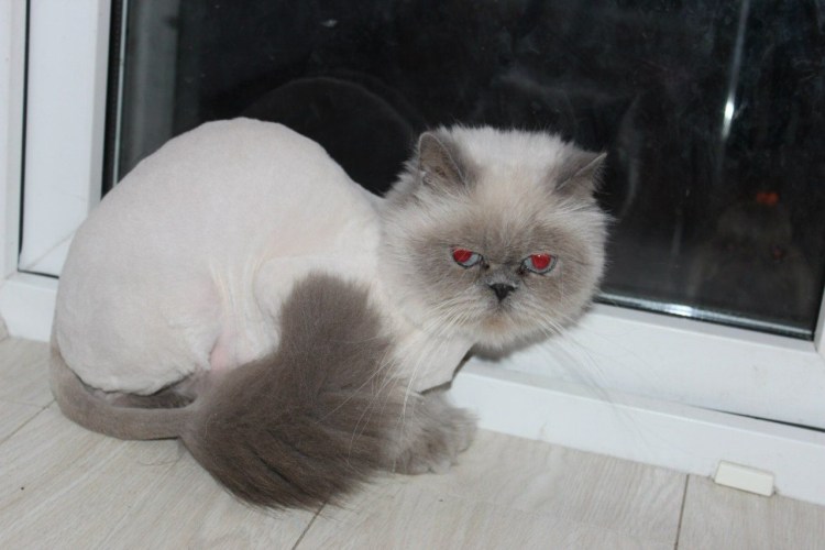 Шотландская вислоухая кошка стри