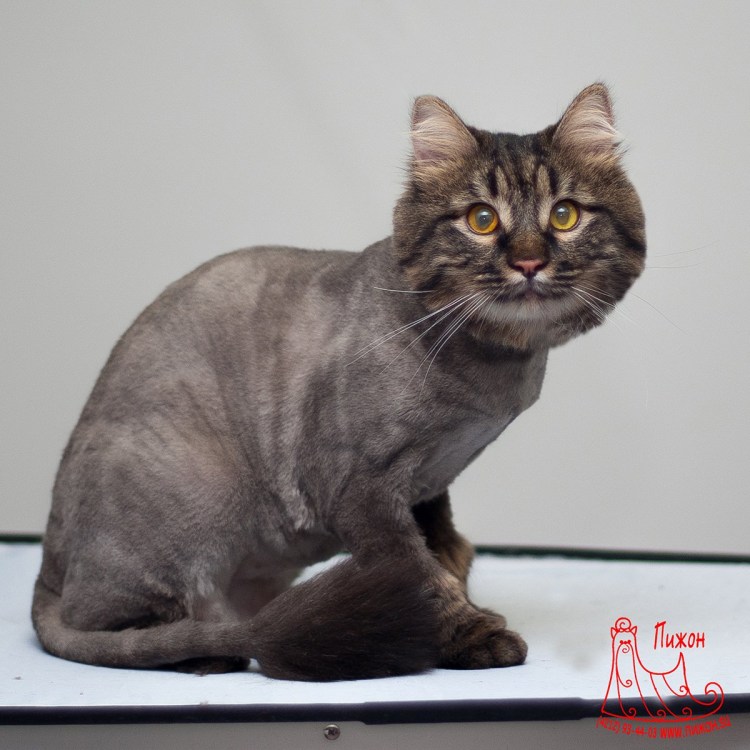 Стрижка британских котов