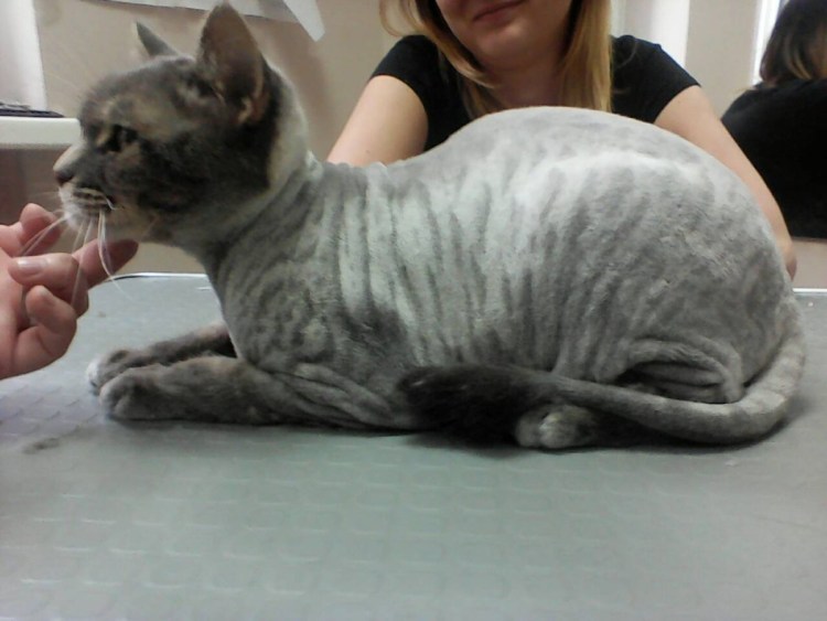 Стрижки котов серых