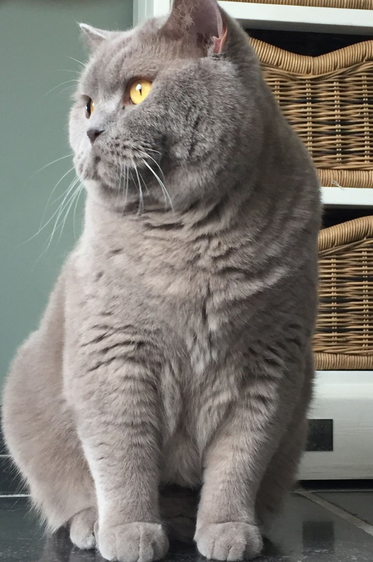 Скоттиш страйт подстриженный