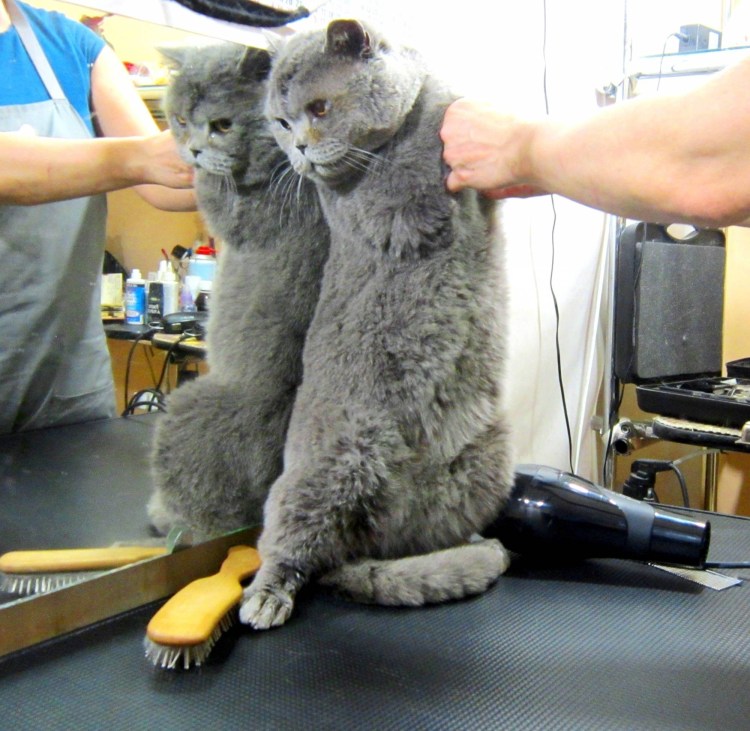 Груминг британца