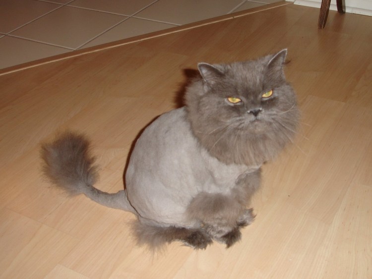 Груминг кошек