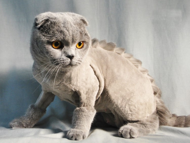 Стриженные Шотландские коты вислоухие