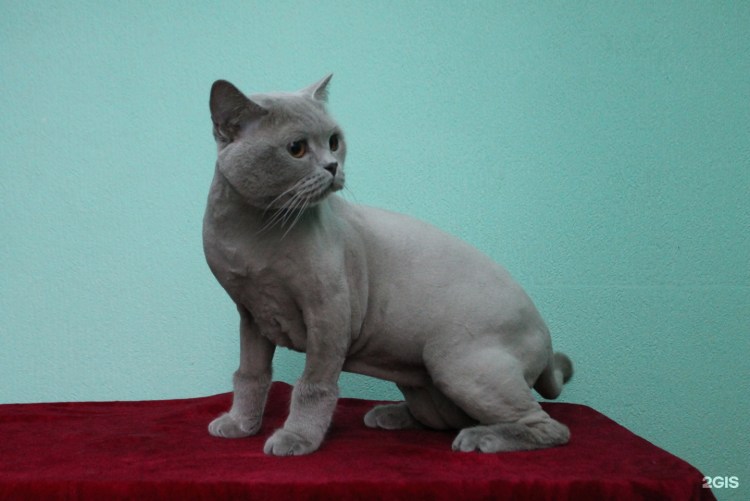 Бритый шотландский кот