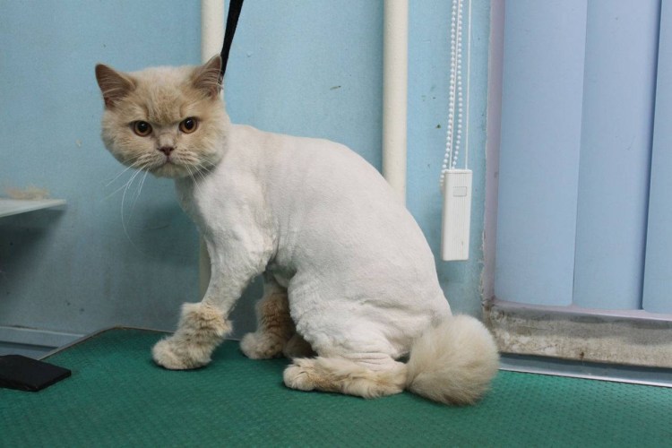 Стрижки котов британцев