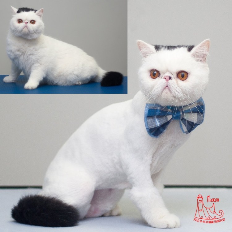 Стрижка короткошерстных кошек