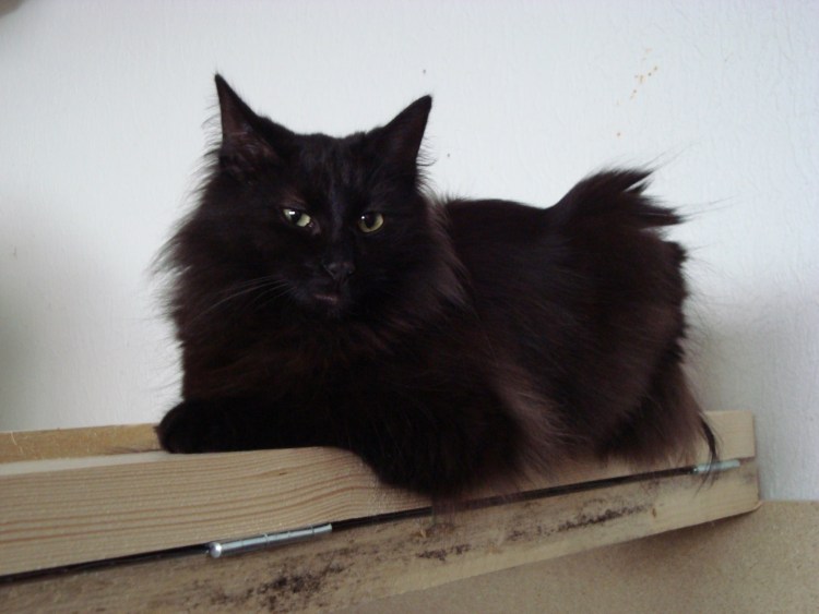 Норвежская длинношерстная Лесная кошка