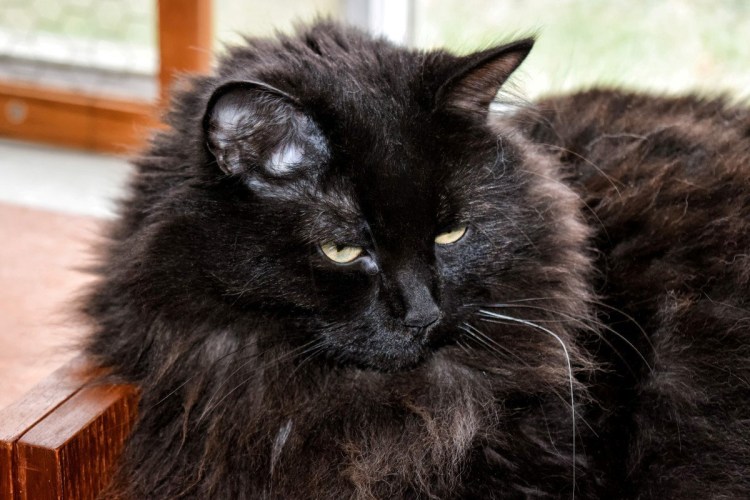 Сибирский длинношерстный черный кот
