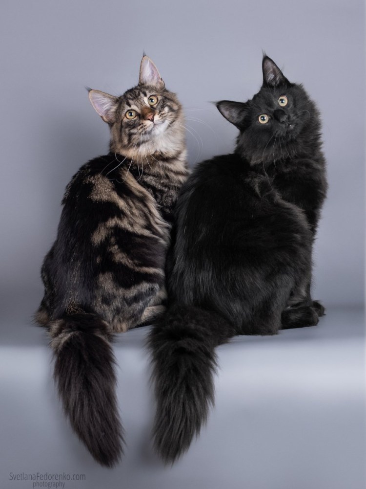 Норвежская Лесная кошка короткошерстная