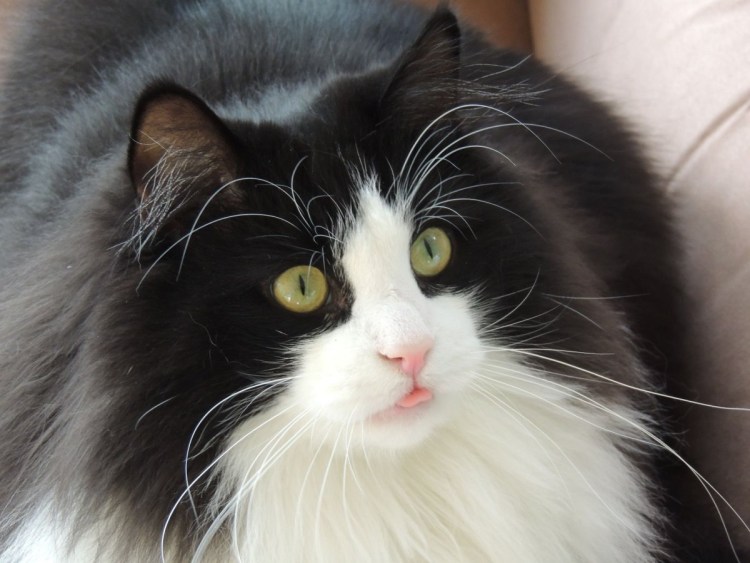 Норвежский Лесной черный котенок