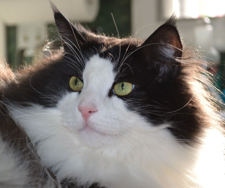 Норвежская Лесная кошка черный дым