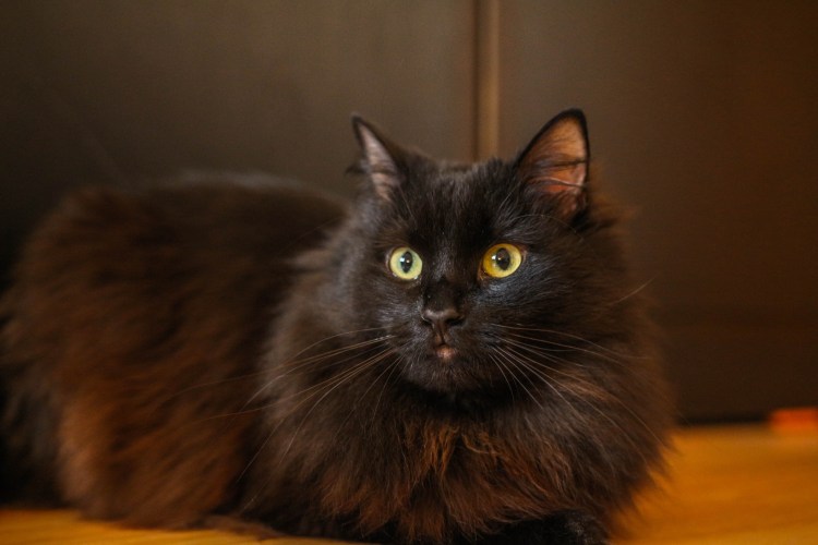 Сибирская длинношерстная кошка черная