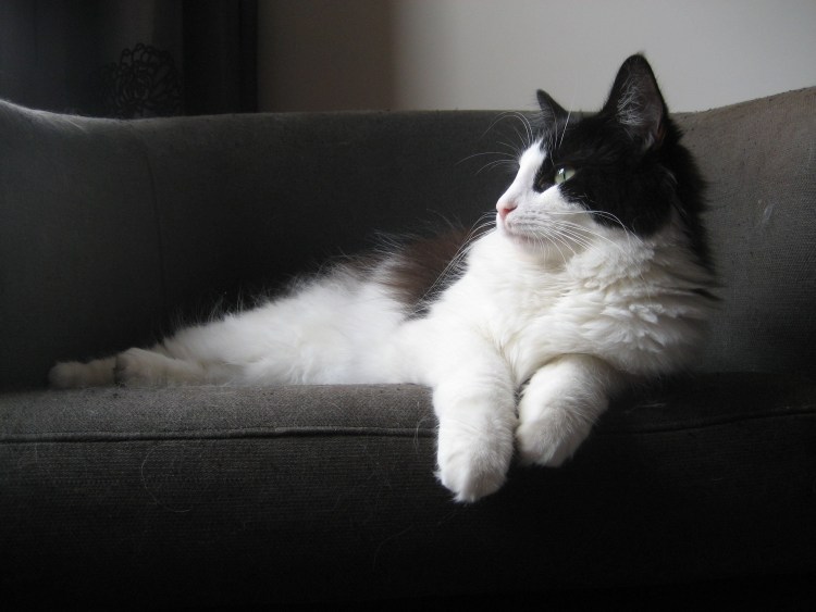 Норвежская Лесная кошка черного окраса