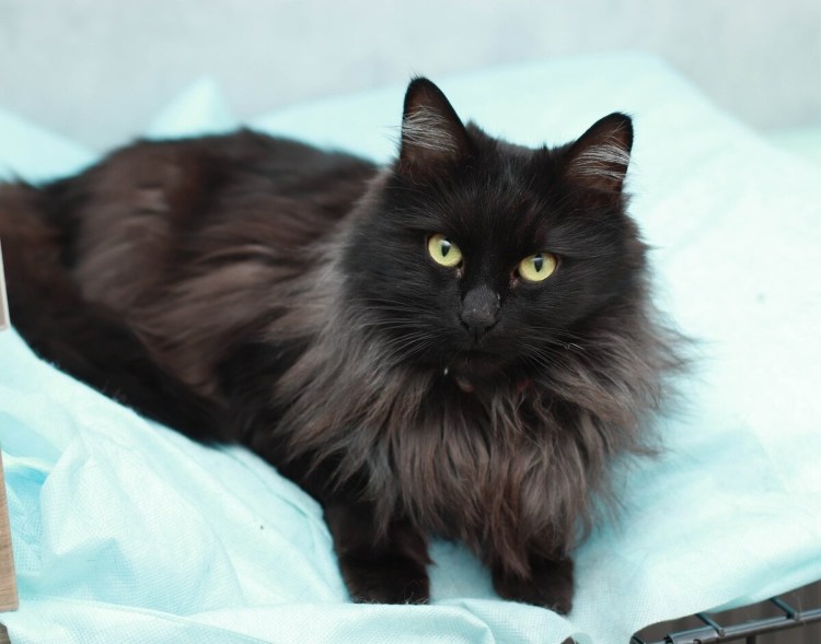 Сибирский длинношерстный черный кот