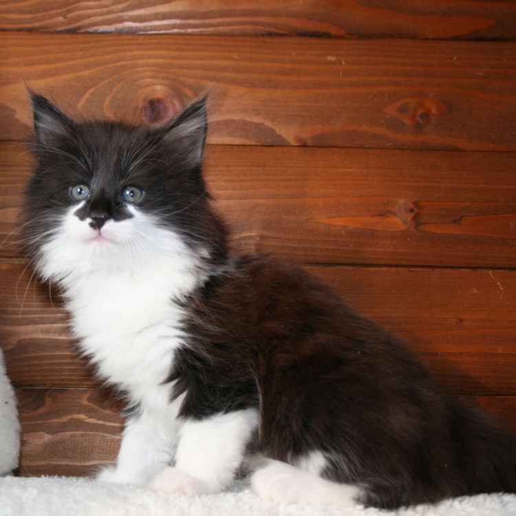 Норвежская Лесная кошка черная с белым