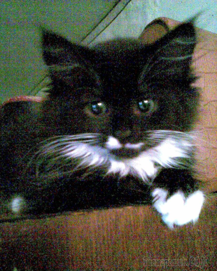 Норвежская Лесная кошка биколор