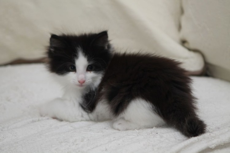 Норвежская Лесная биколор