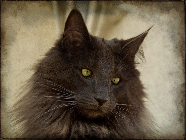 Мейн кун Сибирский черный