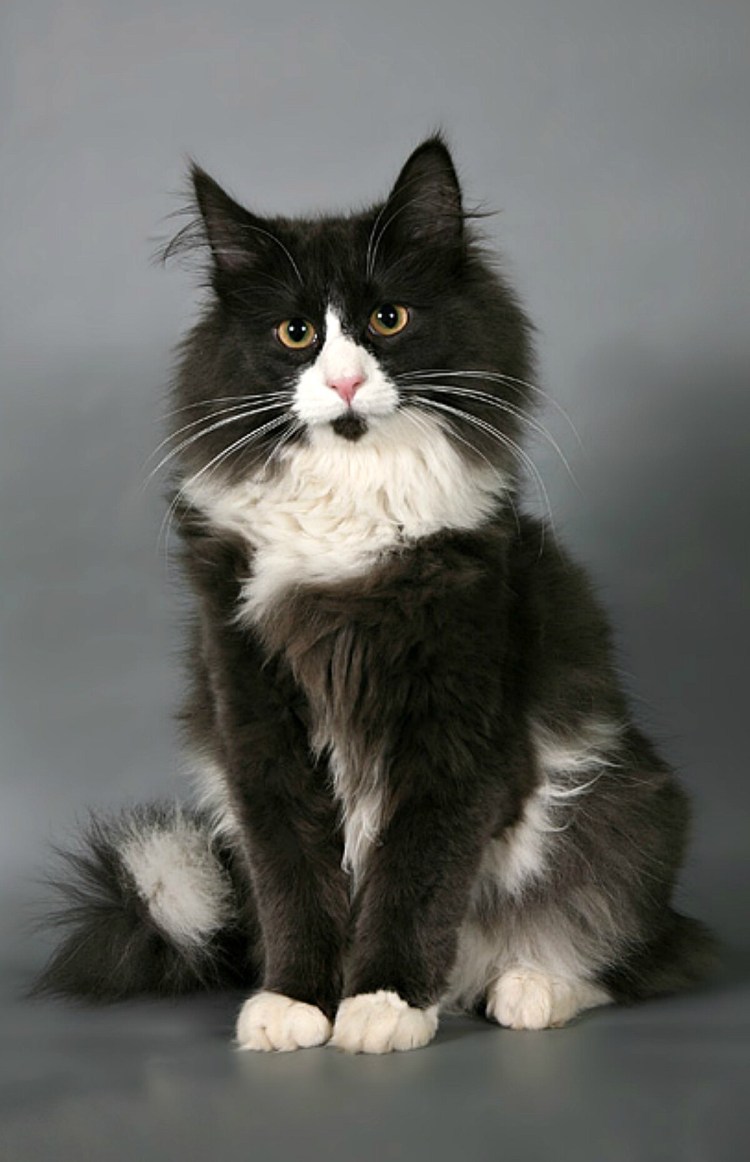 Норвежский Лесной черный котенок