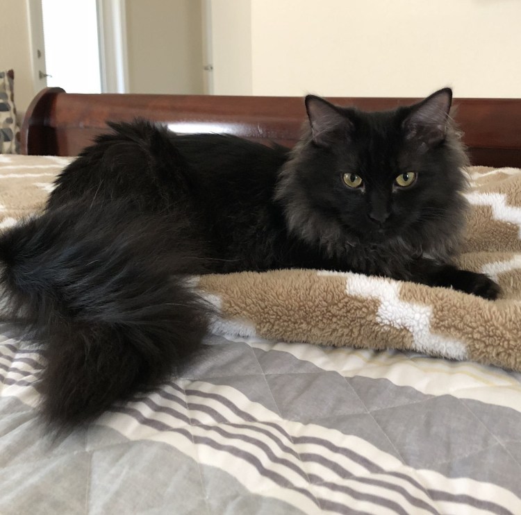 Норвежская длинношерстная Лесная кошка