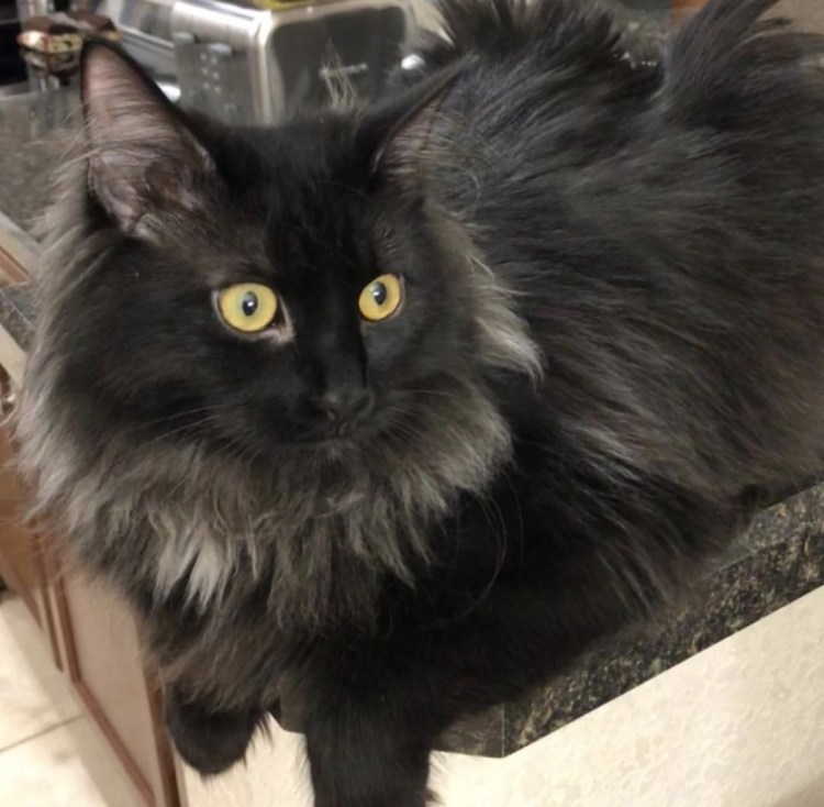 Черный биколор Мейн кун