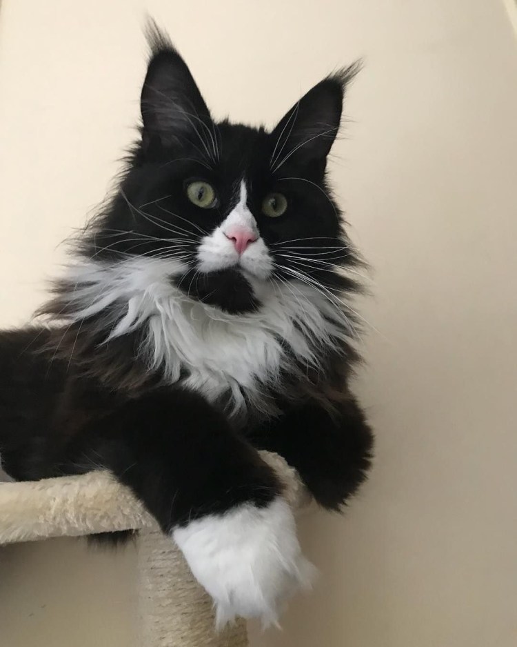 Норвежская Лесная кошка котята