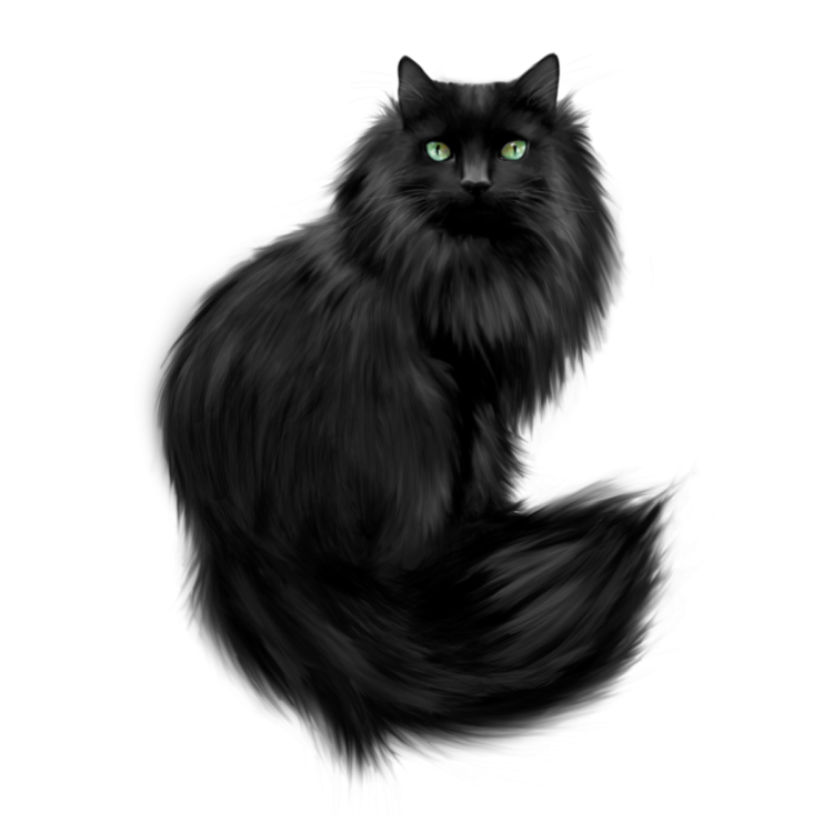 Сибирская длинношерстная кошка черная