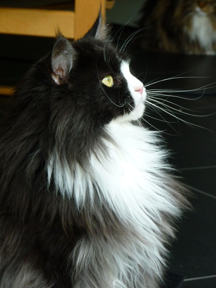 Норвежская Лесная кошка (Скогкэт)