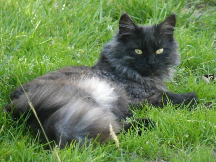 Норвежская Лесная черный дым