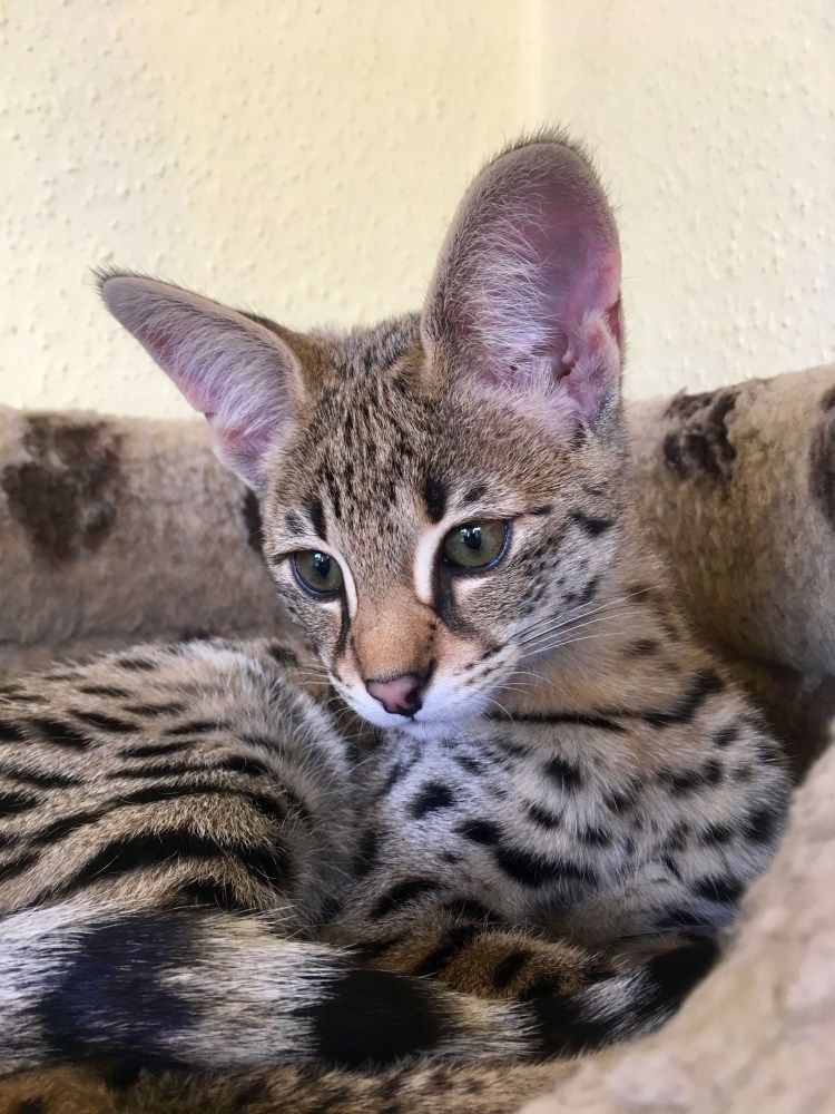 Ориентал бенгал