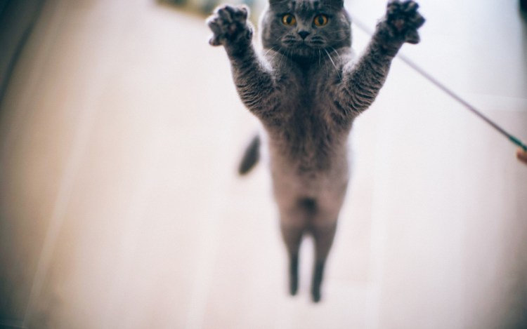 Кот танцует