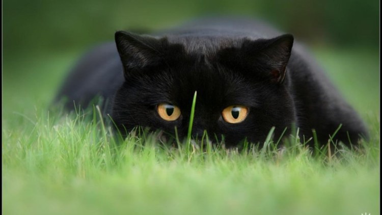 Котенок в прыжке