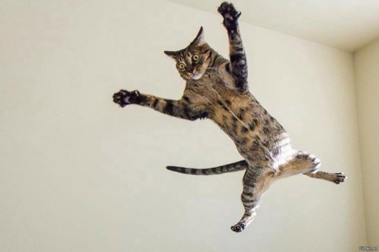 Кошка в полете