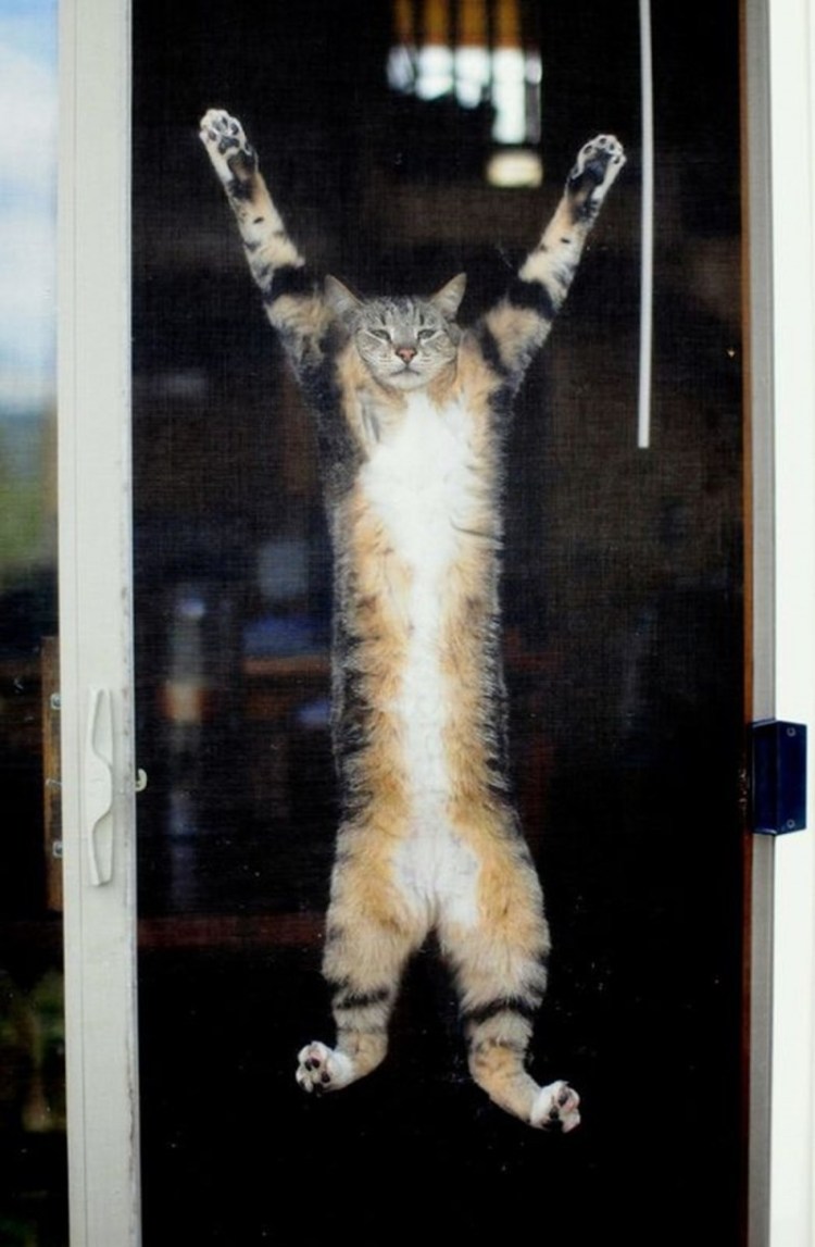 Кошка бегает