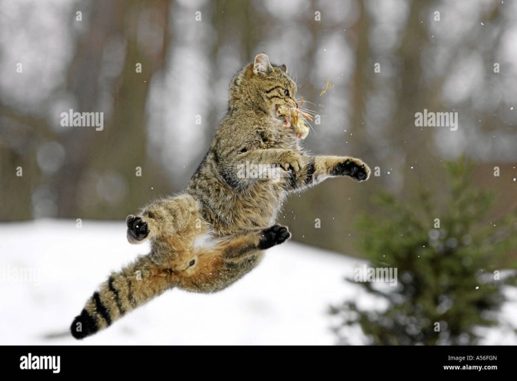 Кошка поднимает настроение