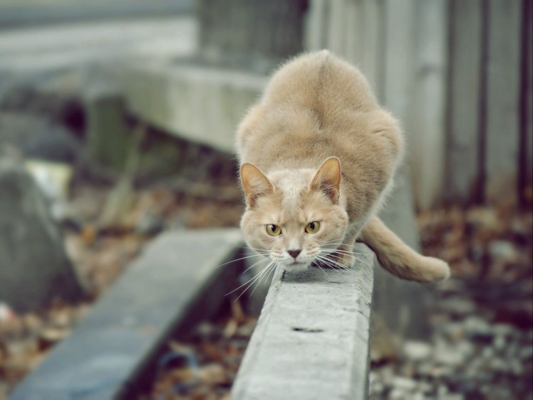 Котенок готовится к прыжку