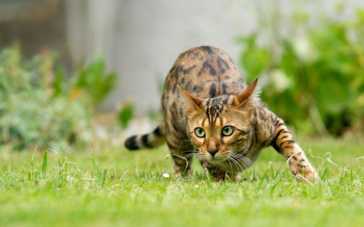 Бенгальская кошка