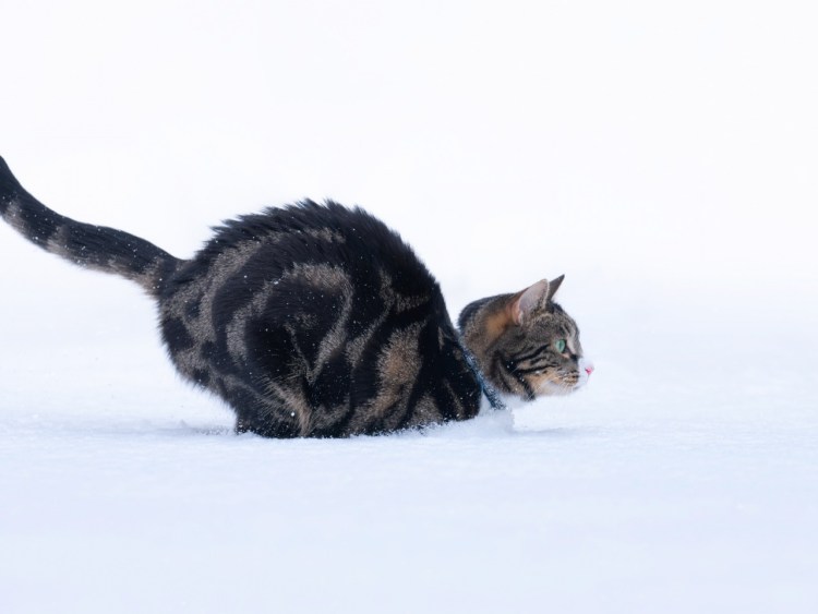 Кошка бегает