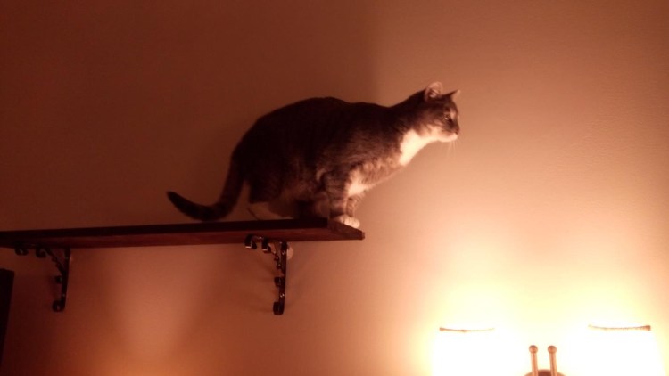 Кошка готовится к прыжку