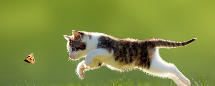 Рыжий кот и рыжая мышка