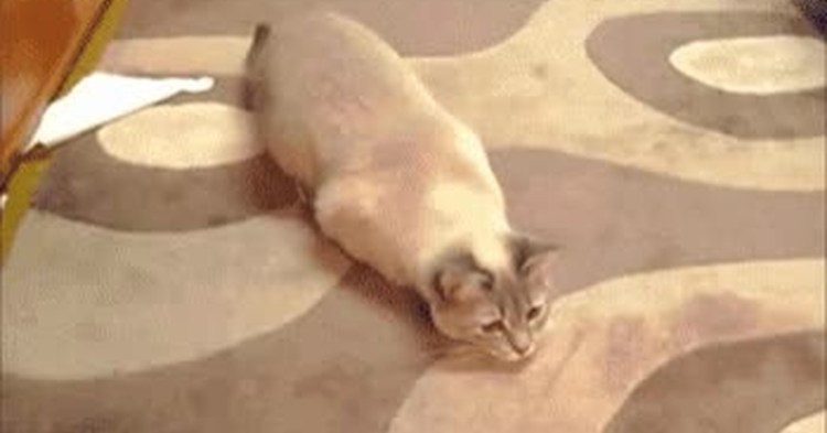 Смешные моменты с кошками