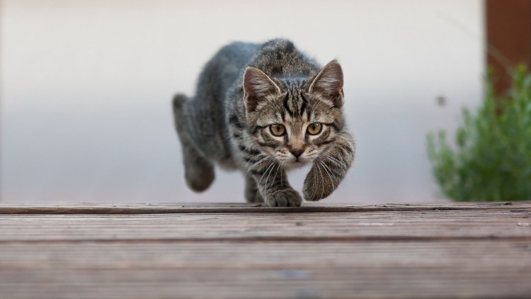 Видео про кошек