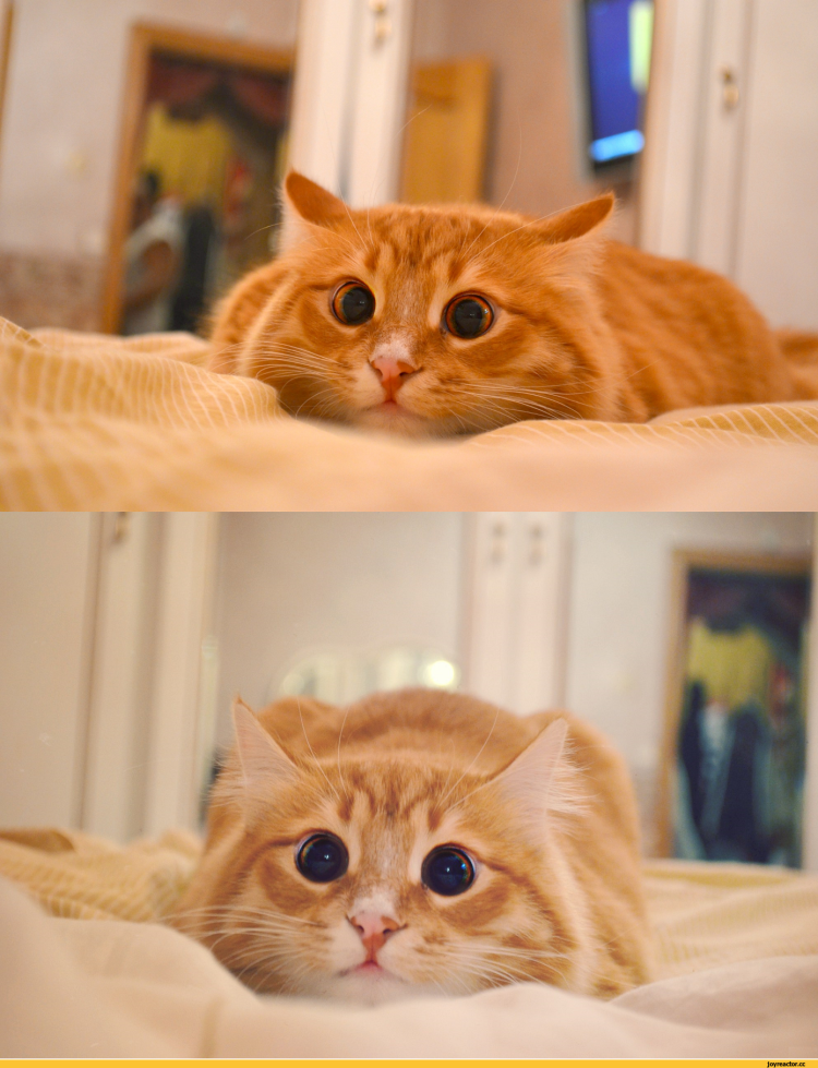 Кошка в прыжке